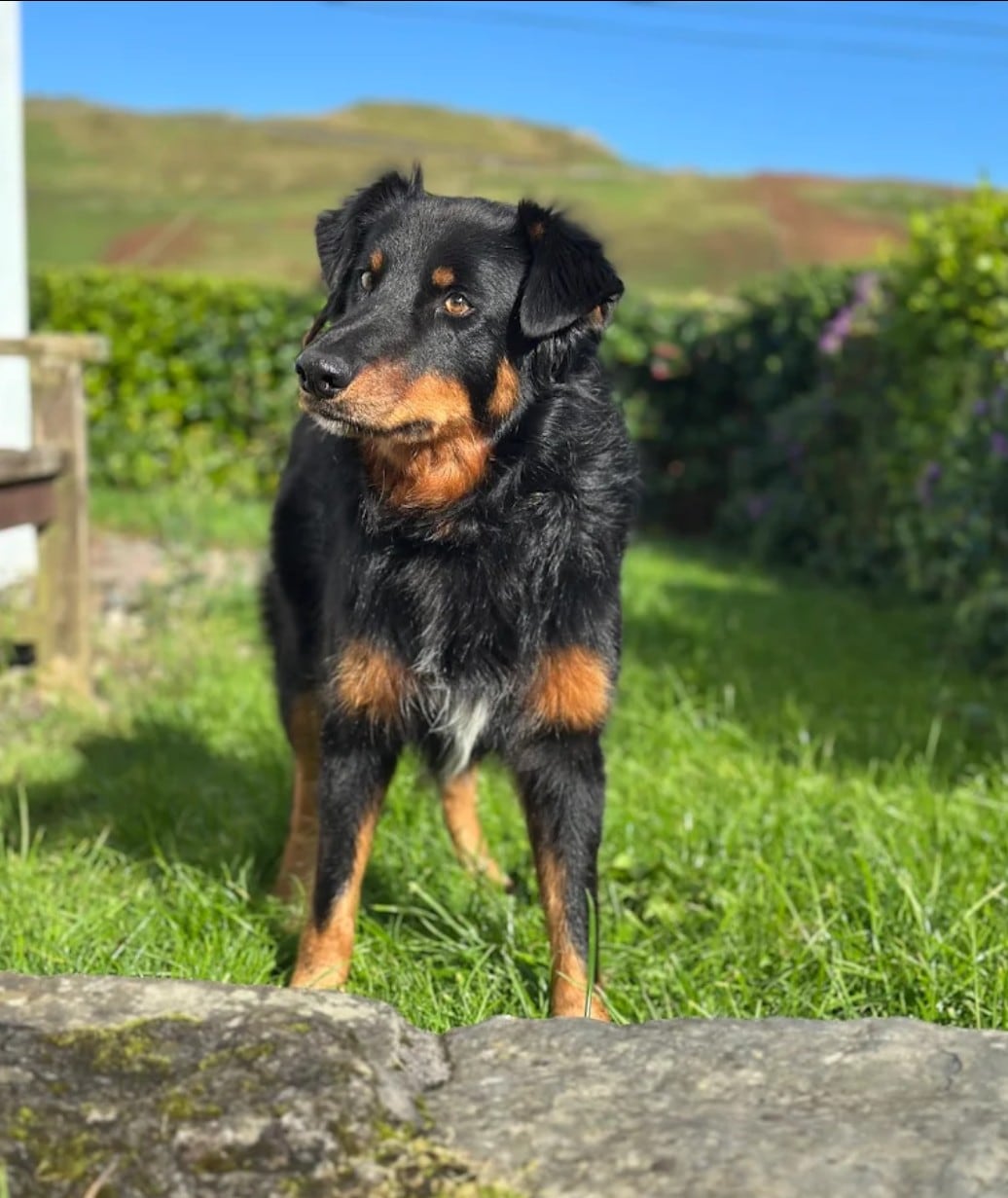 Rover the working sheepdog standing on grass outside at Clare Island Farmhouse